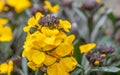 Yellow wallflower, Erysimum cheiri Ã¢â¬ËGoldstaubÃ¢â¬â¢, flowers and buds